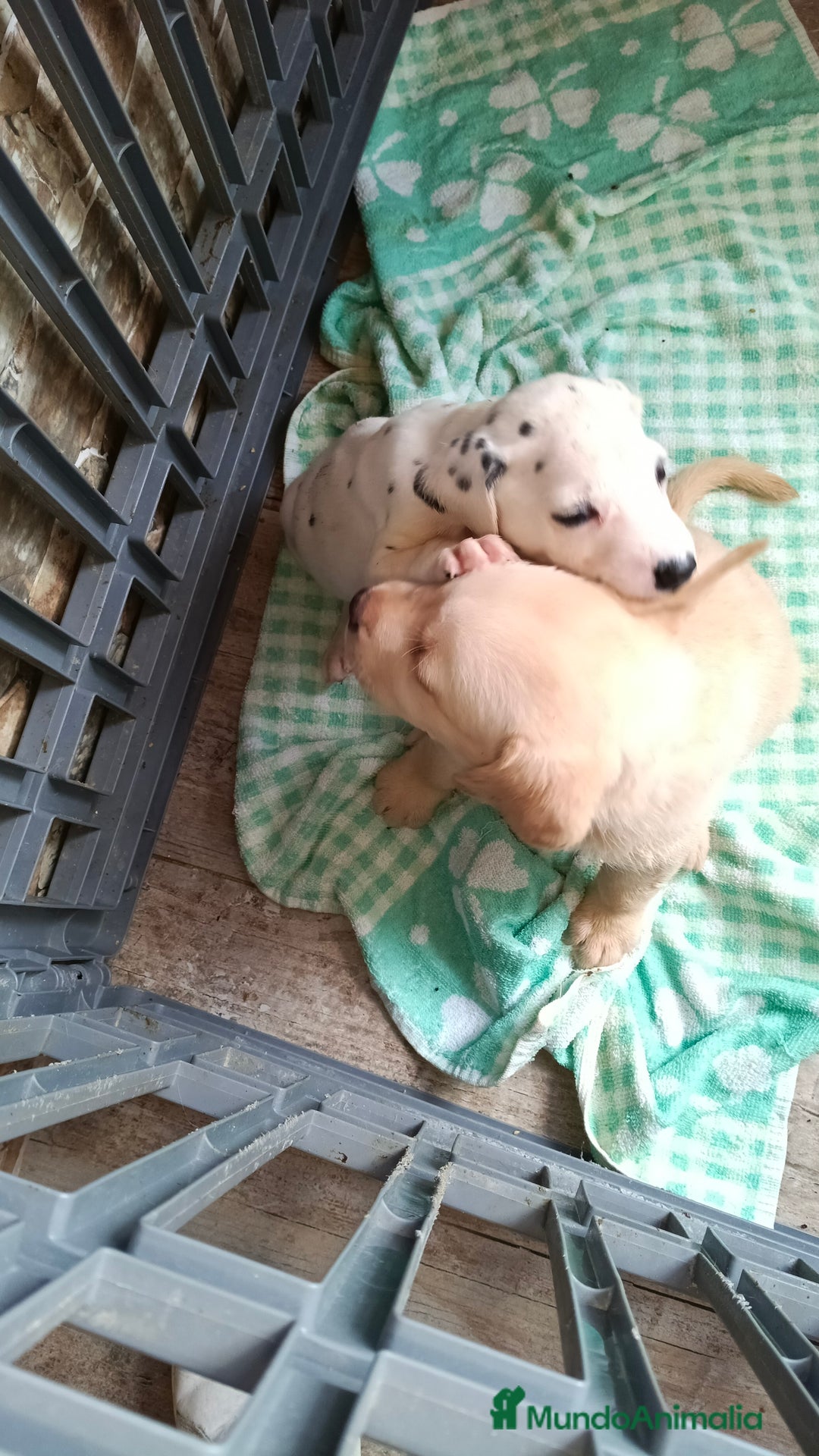 Labrador Retriever perros en venta: Labrador retriever dorado  - Imagen 3
