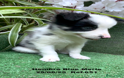 Border Collie perros en venta: BORDER COLLIE hembras Blue Merle - Imagen 29