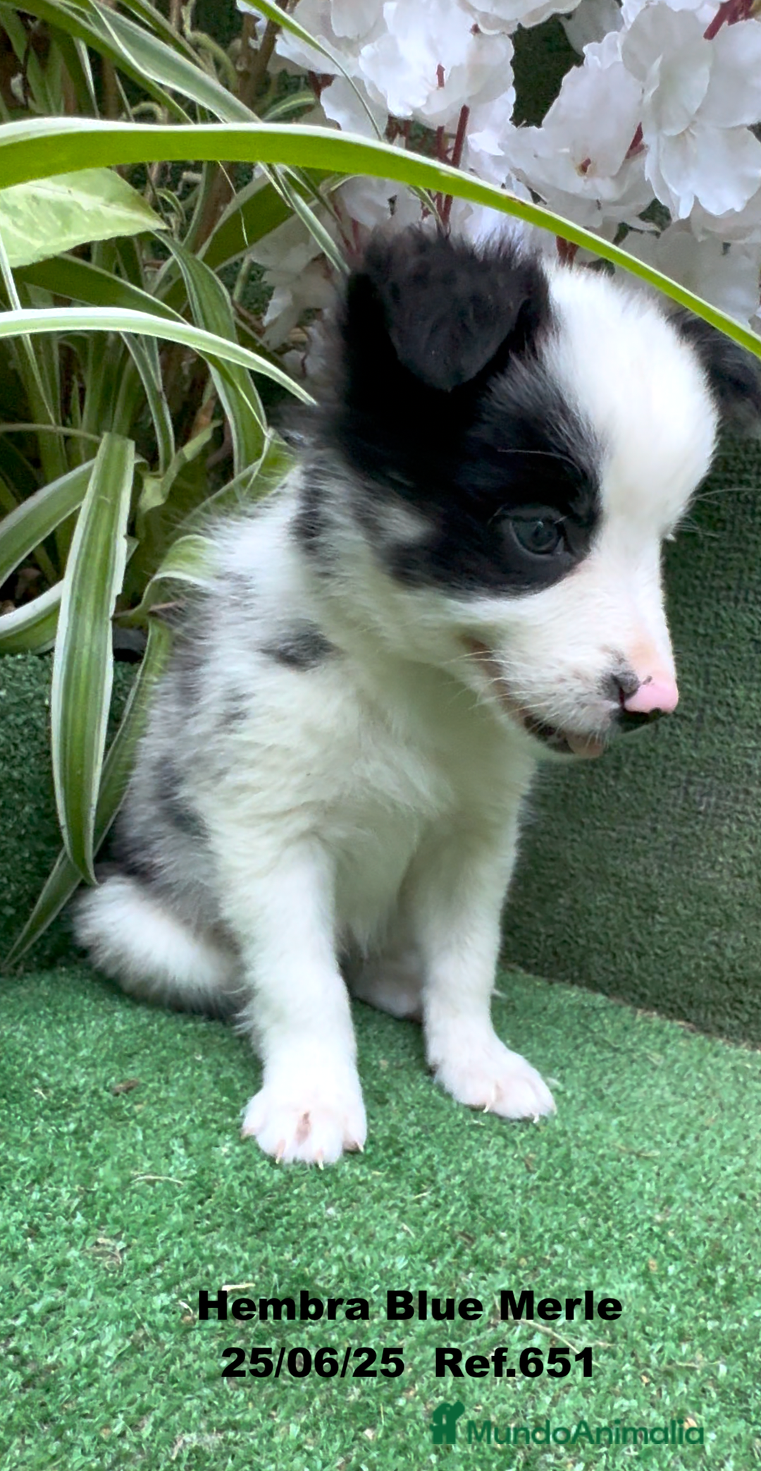Border Collie perros en venta: BORDER COLLIE hembras Blue Merle - Imagen 29