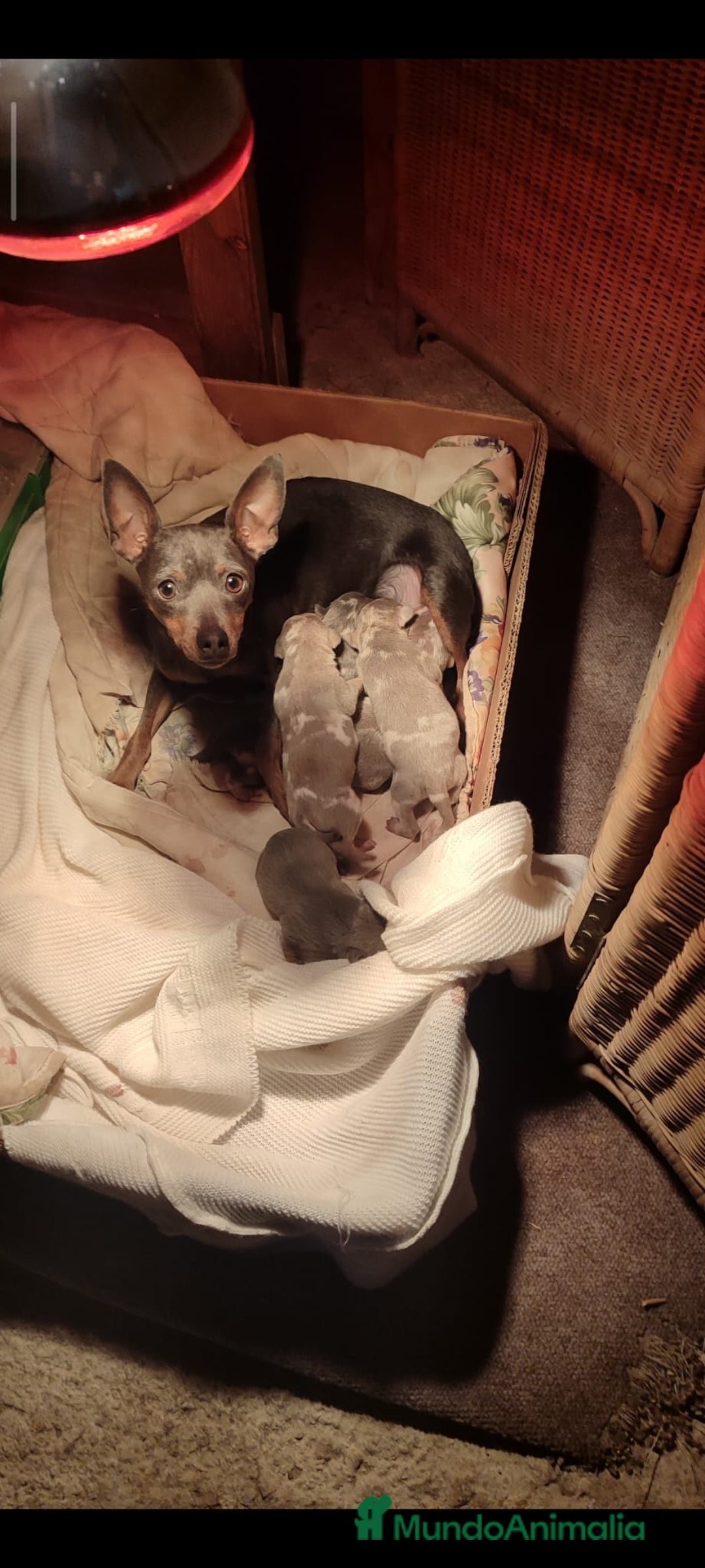 Pinscher Miniatura perros en venta: Mini pinscher ya puedes reservar  - Anuncio 2