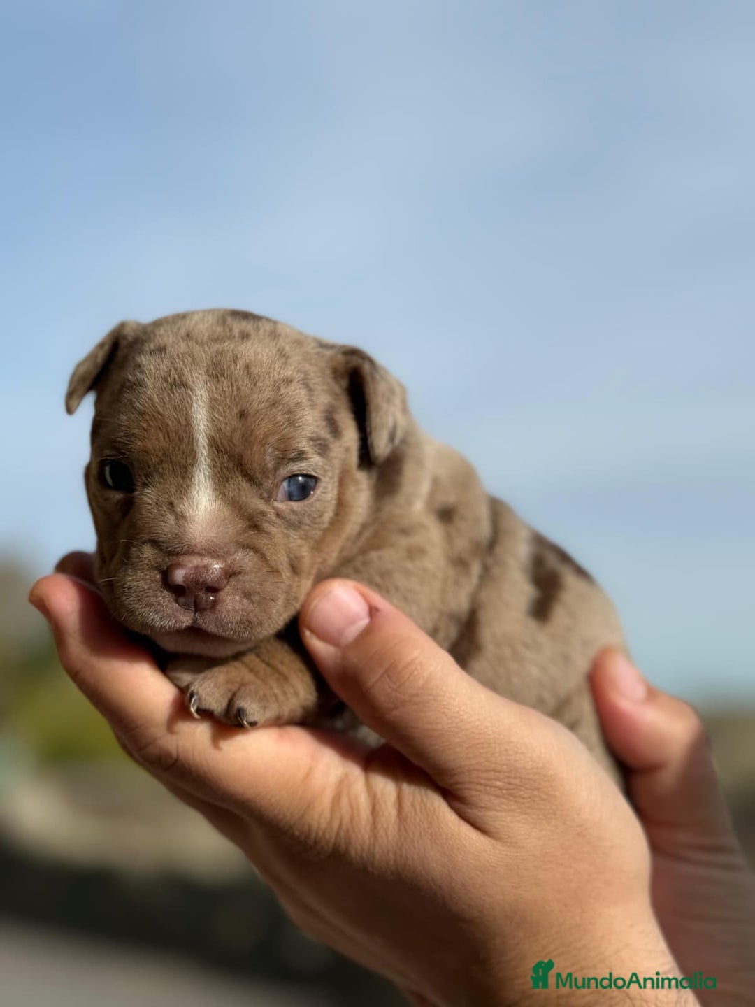 American Bully perros en venta: Impresionante cachorro Merle American Bully  - Anuncio 5