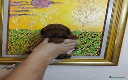Caniche Toy perros en venta: CANICHES TOYS CALIDAD Y SELECCIÓN  - Imagen 14