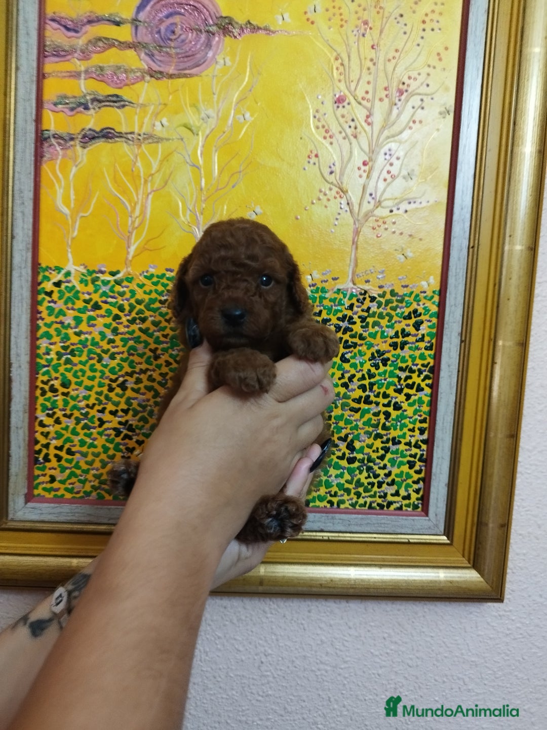 Caniche Toy perros en venta: CANICHES TOYS CALIDAD Y SELECCIÓN  - Imagen 14