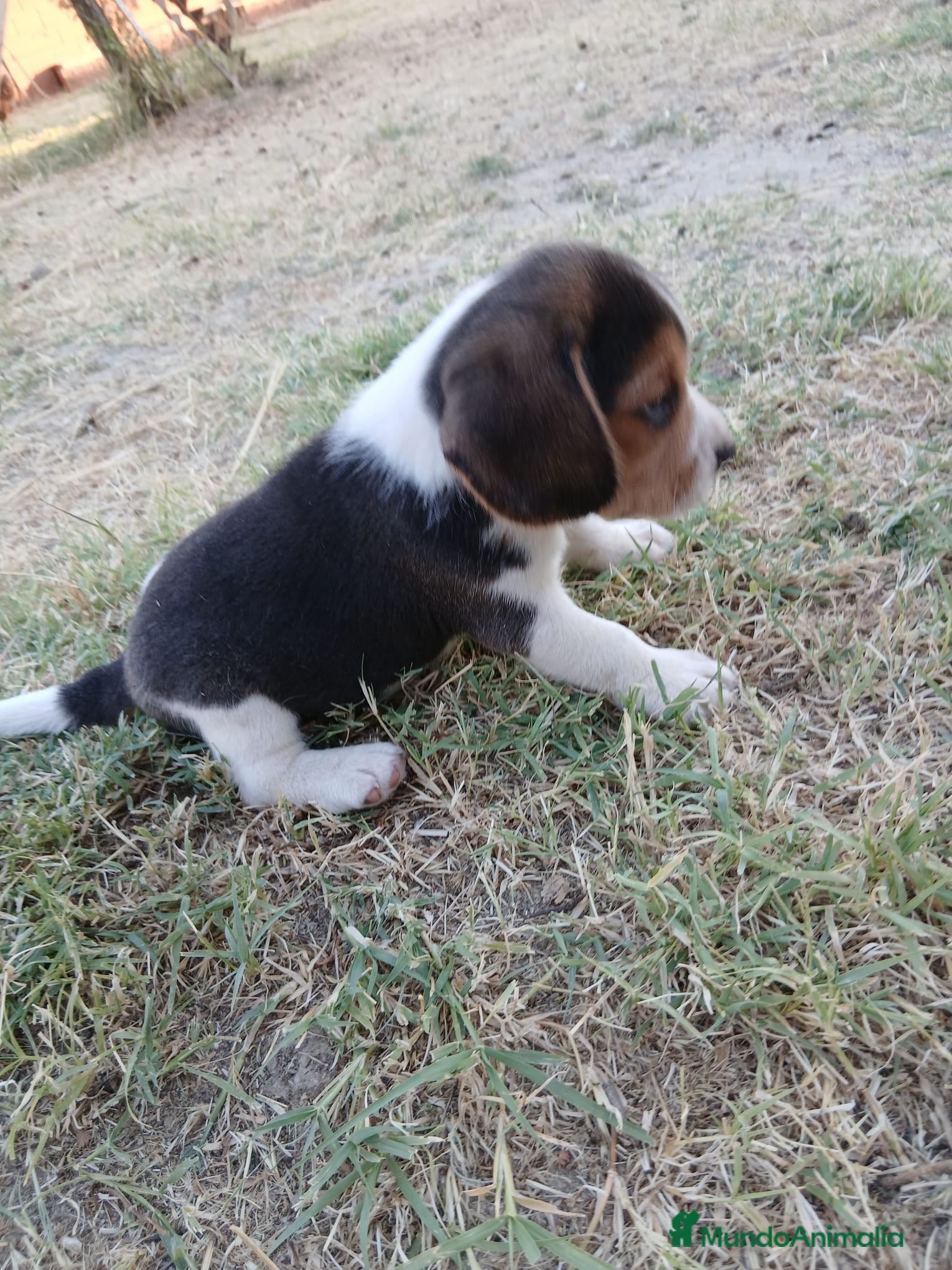 Beagle perros Beagle - Anuncio 1