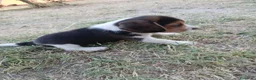 Beagle perros en venta: Beagle en Madrid - Anuncio 1