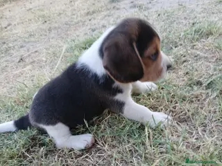 Beagle perros Beagle - Anuncio 1
