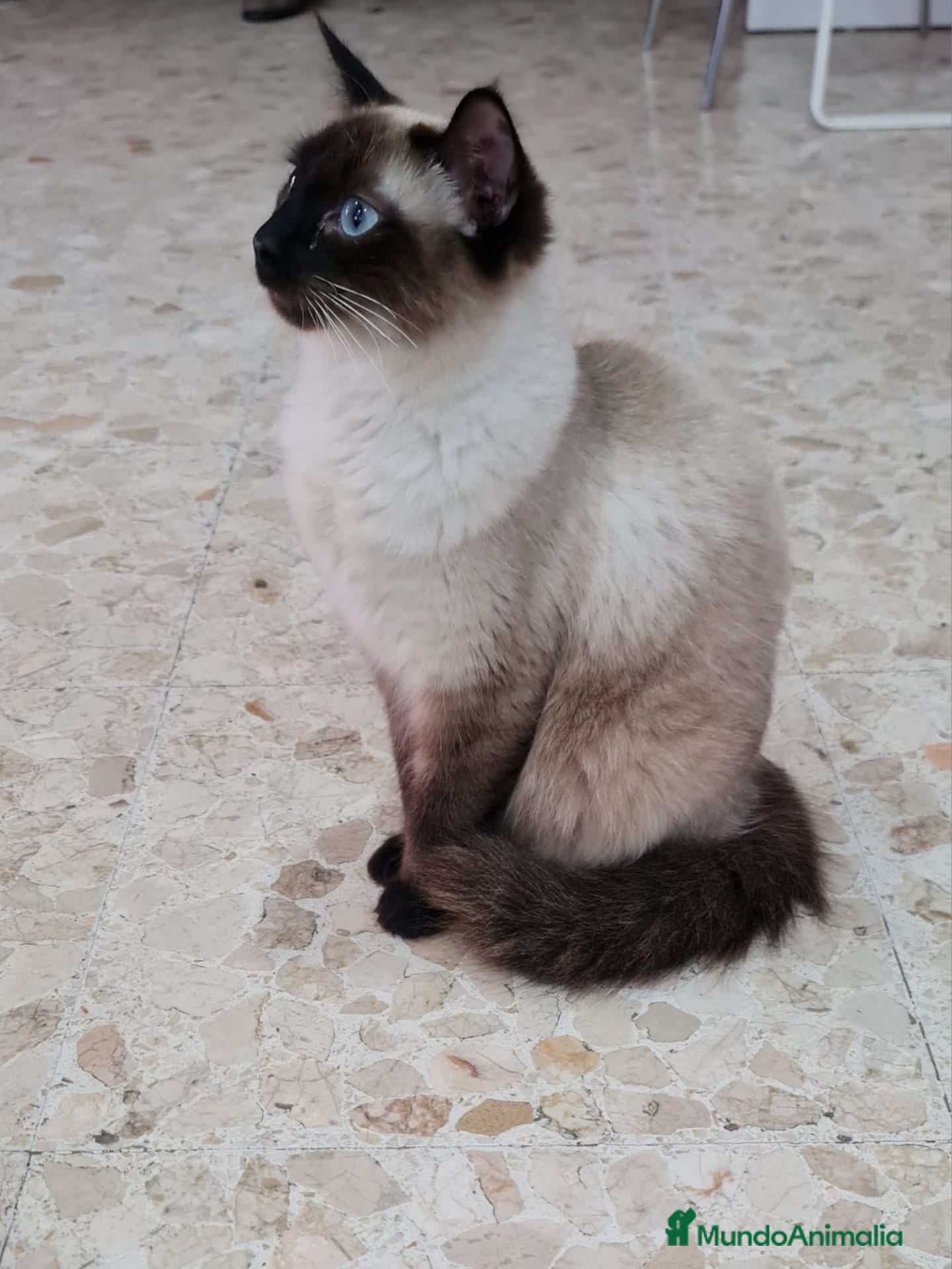 Siamés gatos en venta: Siamés  - Anuncio 6