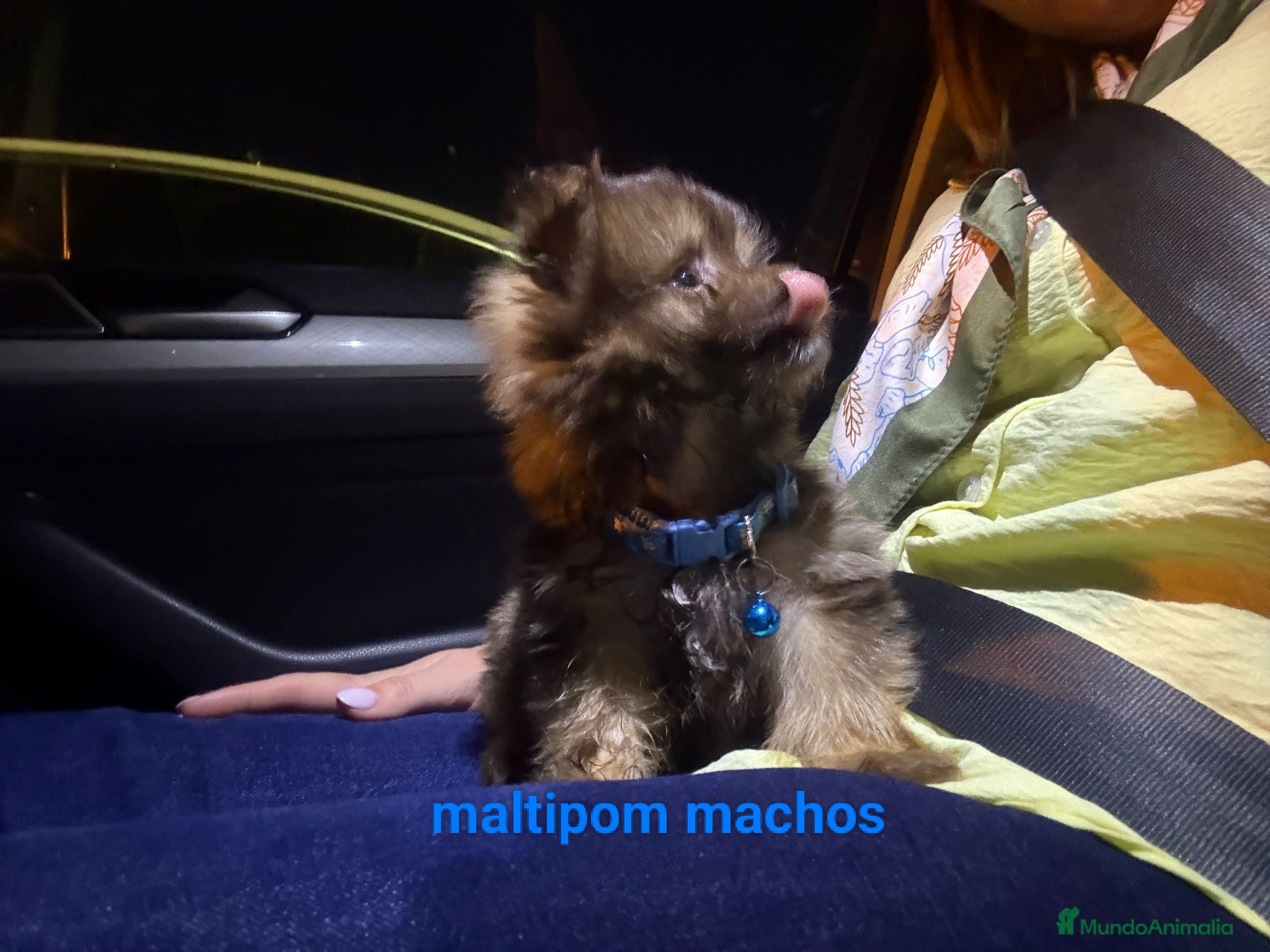 Raza Mixta perros Maltipom machos chocolate  - Anuncio 21