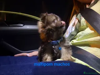 Raza Mixta perros Maltipom machos chocolate - Anuncio 21