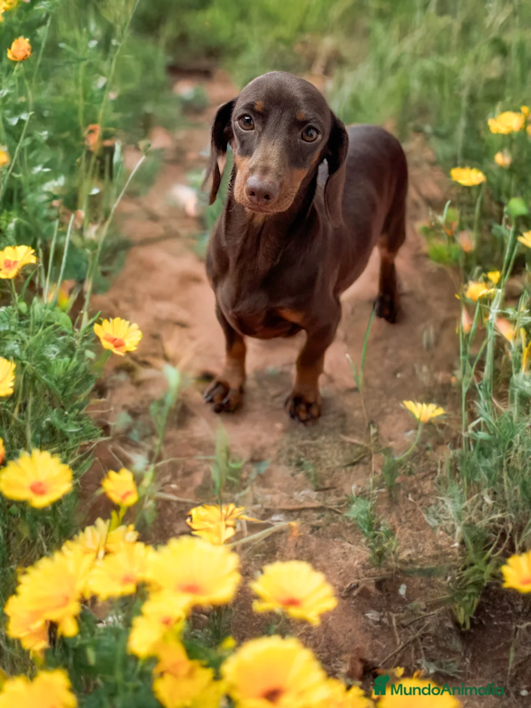 Imagen de galería {{count}}