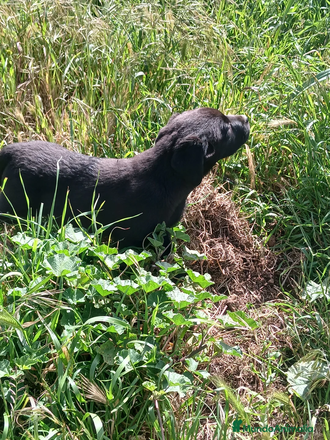 Labrador Retriever perros en venta: Cachorros Labrador Retriever Las Palmas / Tenerife - Anuncio 2
