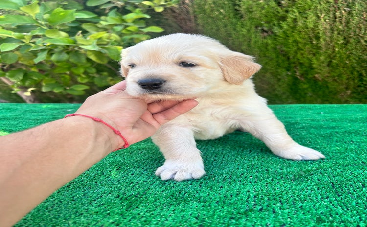 Golden Retriever perros - Anuncio 1