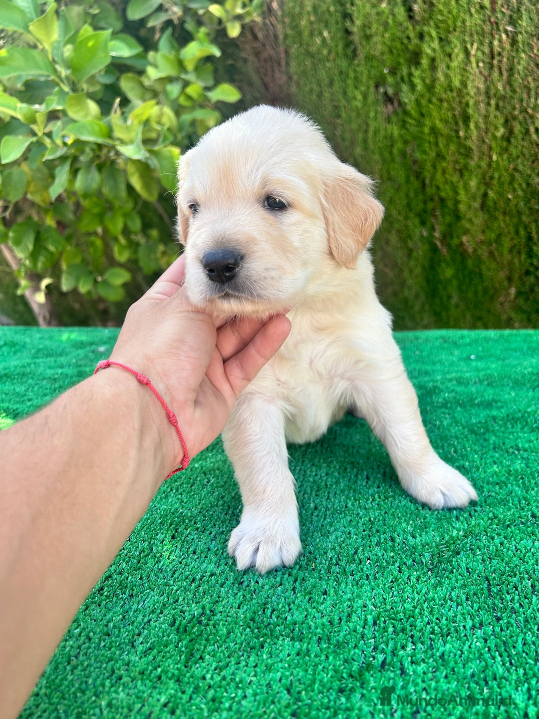 Golden Retriever perros en venta: golden retriever  - Imagen 1