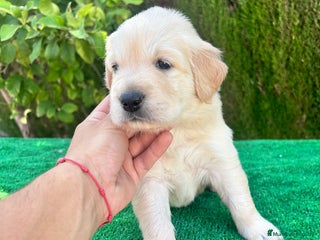 Golden Retriever perros - Anuncio 32