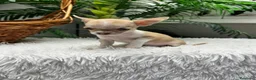 Chihuahua perros en venta: CHIHUAHUA HEMBRA - Anuncio 24