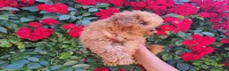 Caniche Toy perros en venta: Canichito toy  - Anuncio 3