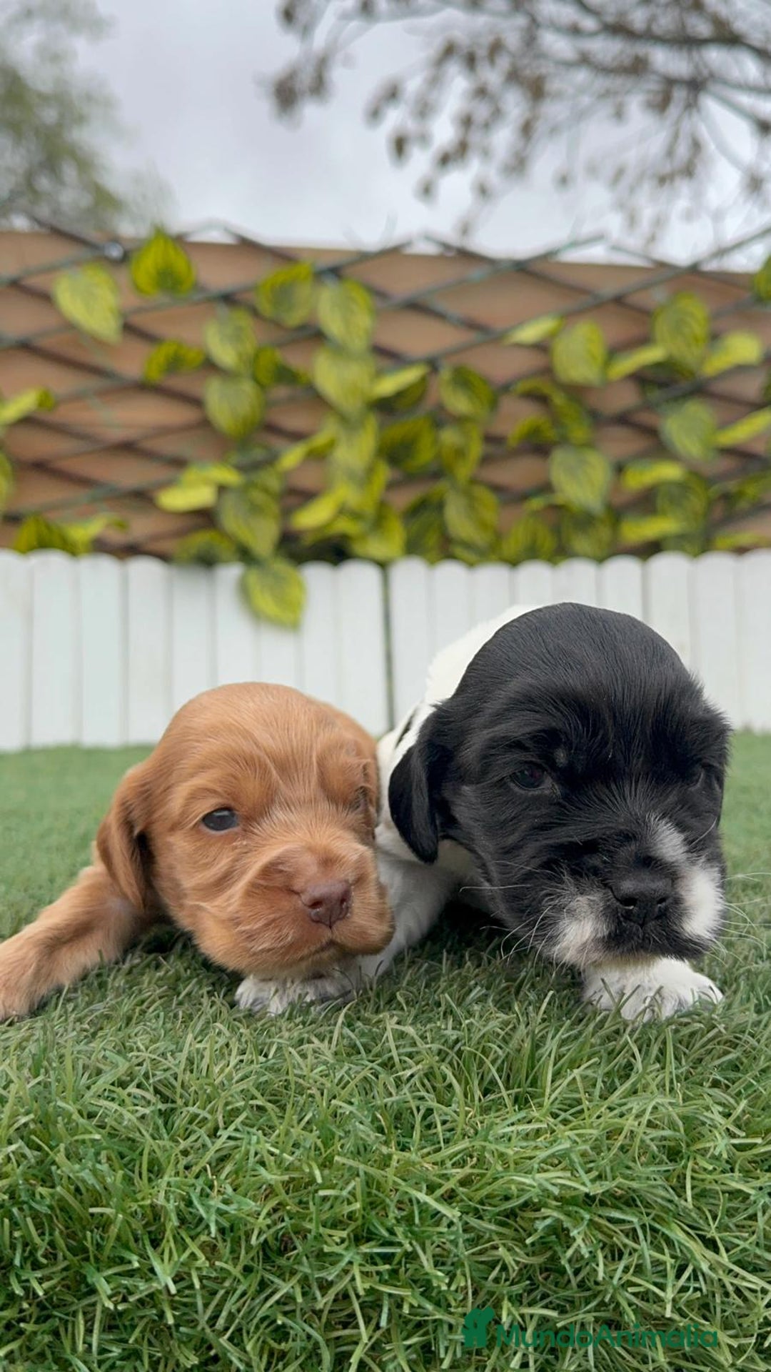 Cocker Spaniel Inglés perros en venta: COCKER SPANIEL INGLES - Anuncio 9