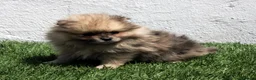 Pomerania perros en venta: Pomerania - Anuncio 22