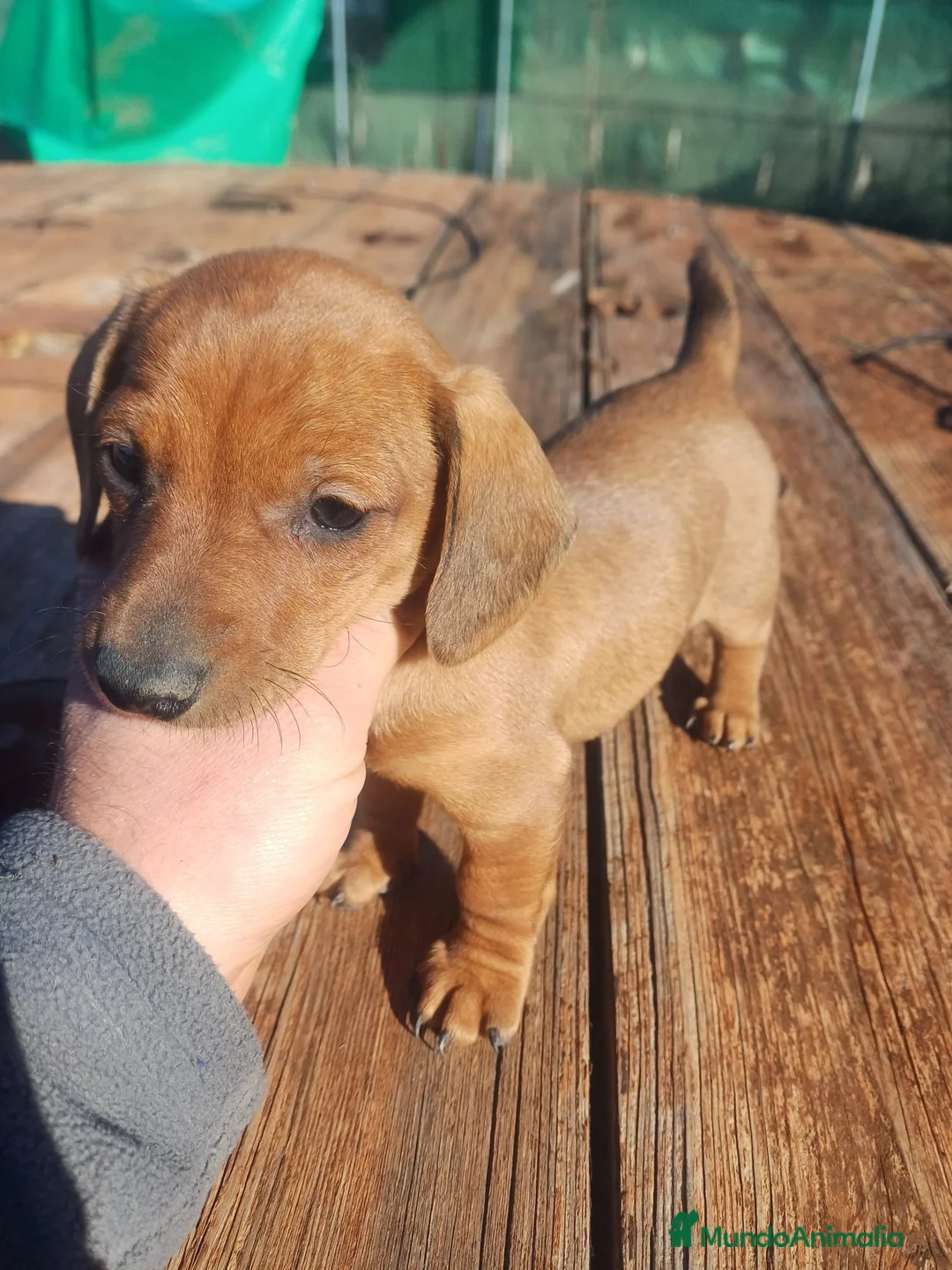 Teckel perros en venta: TECKEL ROJO MACHO en Madrid - Anuncio 3