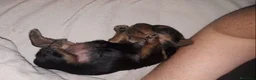 Yorkshire Terrier perros en venta: Yorkshires  - Anuncio 2