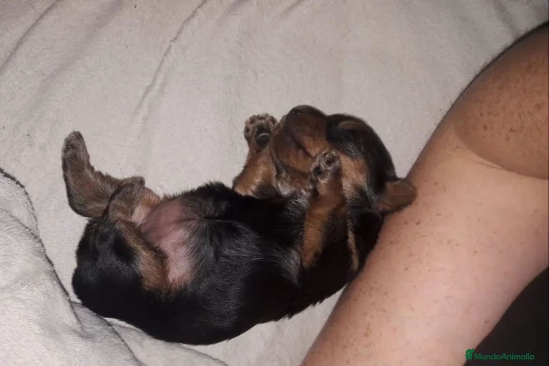 Yorkshire Terrier perros en venta: Yorkshires  - Anuncio 2