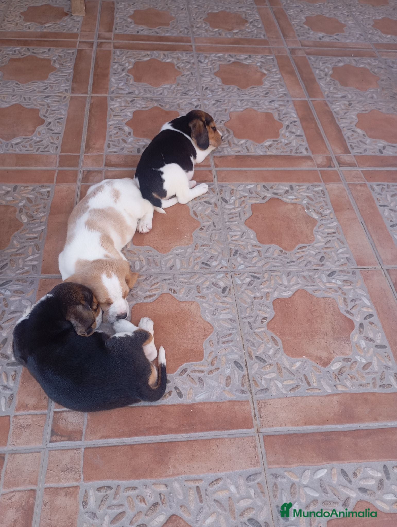 Beagle perros Beagles de calidad - Anuncio 1