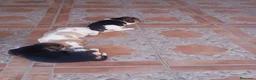 Beagle perros en venta: Beagles de calidad - Anuncio 1