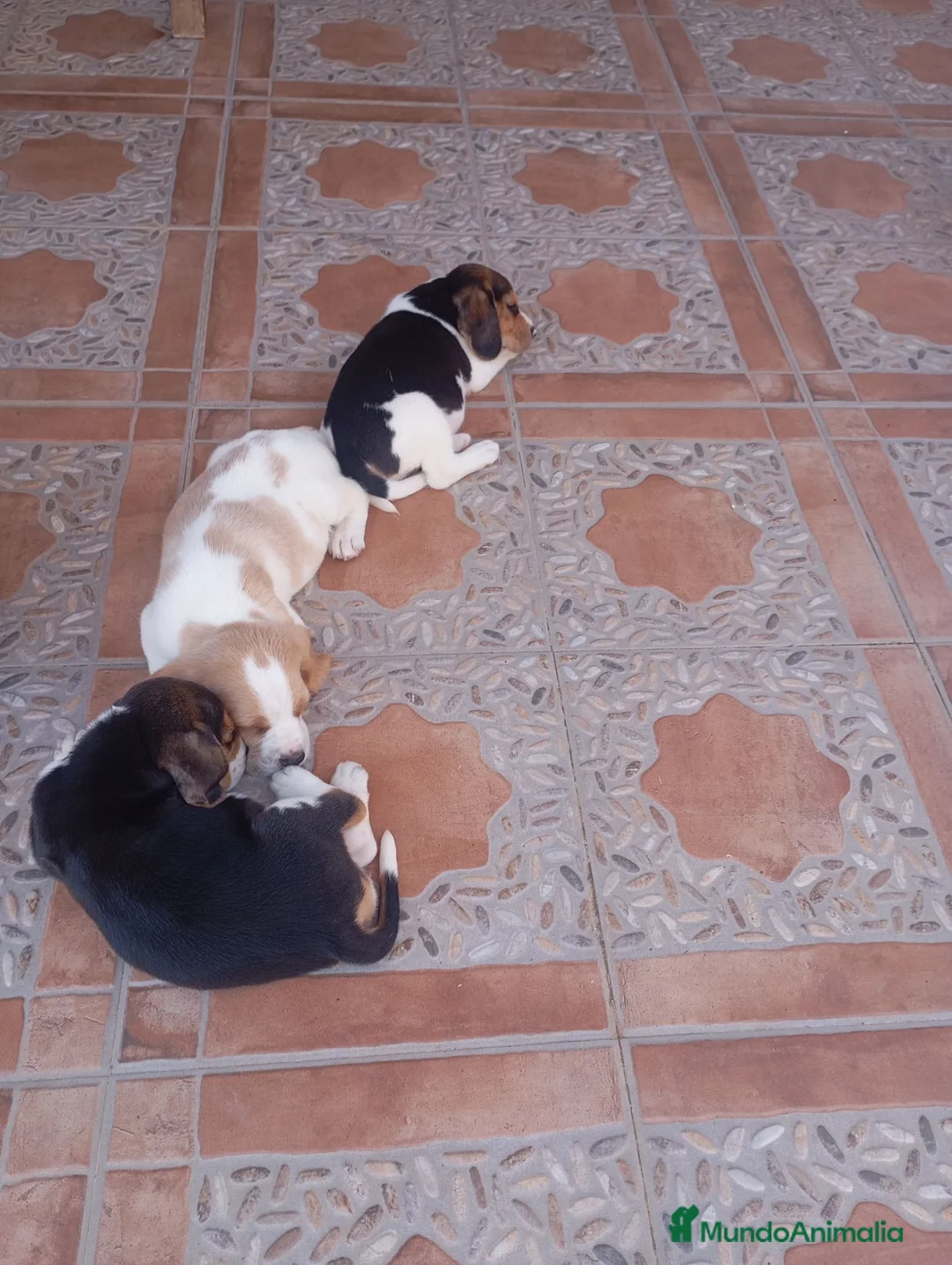 Beagle perros en venta: Beagles de calidad - Anuncio 1