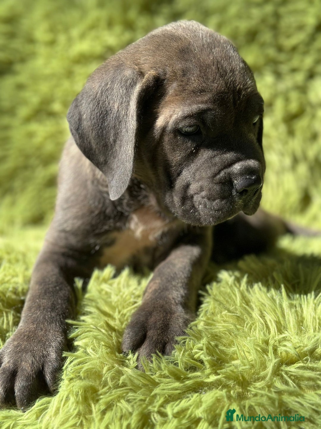 Cane Corso perros en venta: Cane corso - Imagen 9