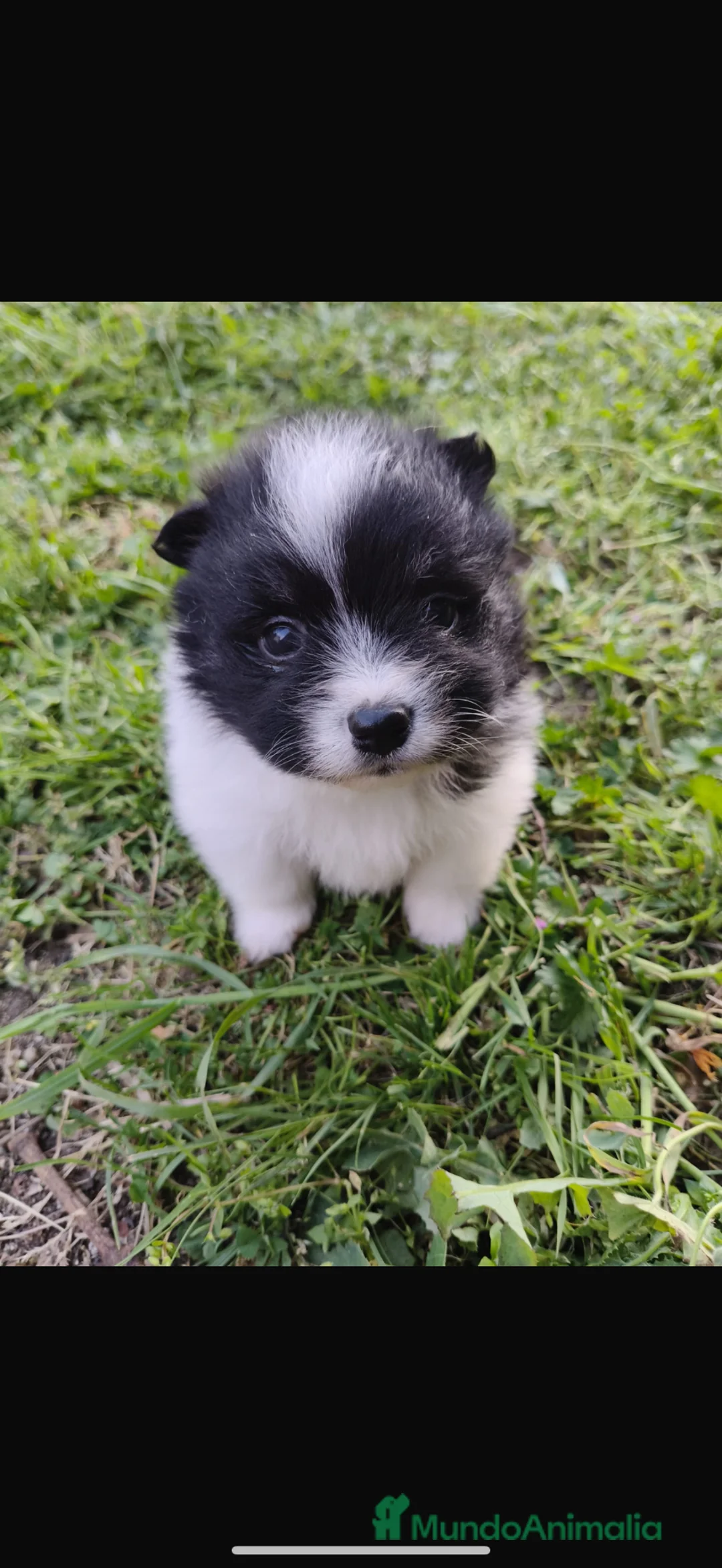 Pomerania perros en venta: pomerania  en Pontevedra - Anuncio 2