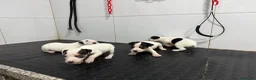 Ratonero Bodeguero Andaluz perros en venta: Bodeguero Andaluz 500€ ¡PRECIO REAL! - Anuncio 4