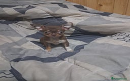 Chihuahua perros en venta: Chihuahua  603574813 - Imagen 1