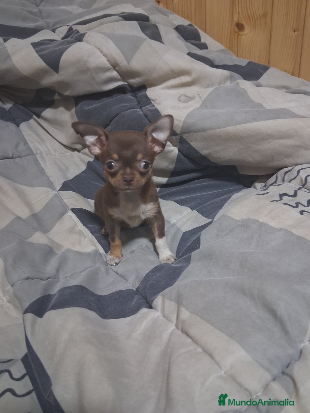Chihuahua perros en venta: Chihuahua  603574813 - Imagen 1