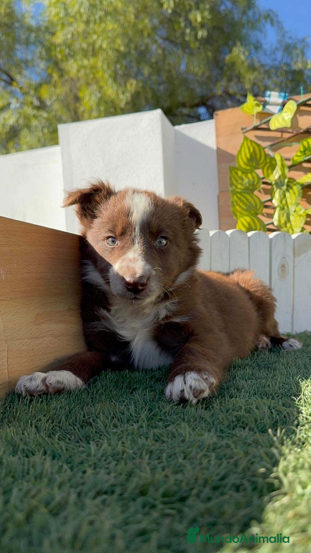 Border Collie perros en venta: BORDER COLLIE MACHO - Anuncio 9