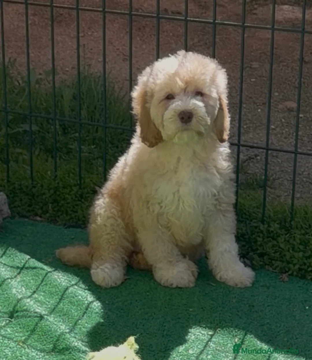 Labradoodle perros en venta: Cobberdog Australianos, abiertas reservas. - Anuncio 3