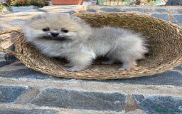 Pomerania perros en venta: Pomerania Macho sable para entregar  - Imagen 6