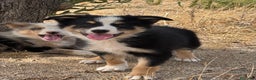 Border Collie perros en venta: BORDER COLLIE  - Anuncio 6