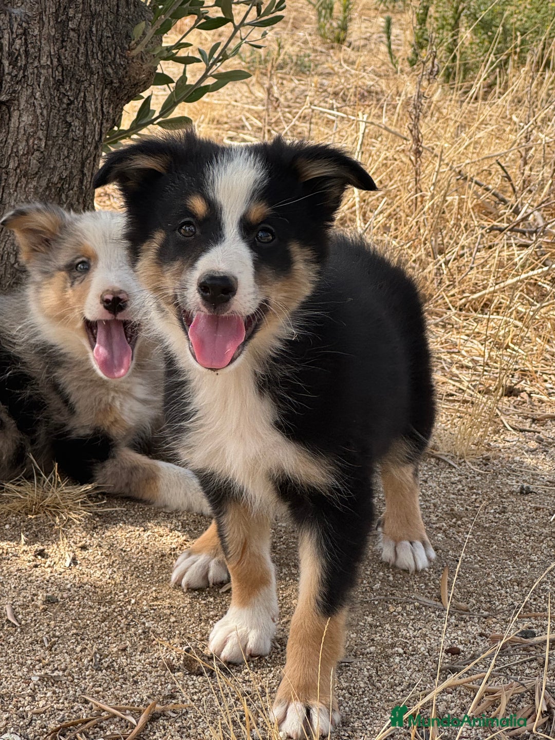 Border Collie perros en venta: BORDER COLLIE  - Anuncio 6