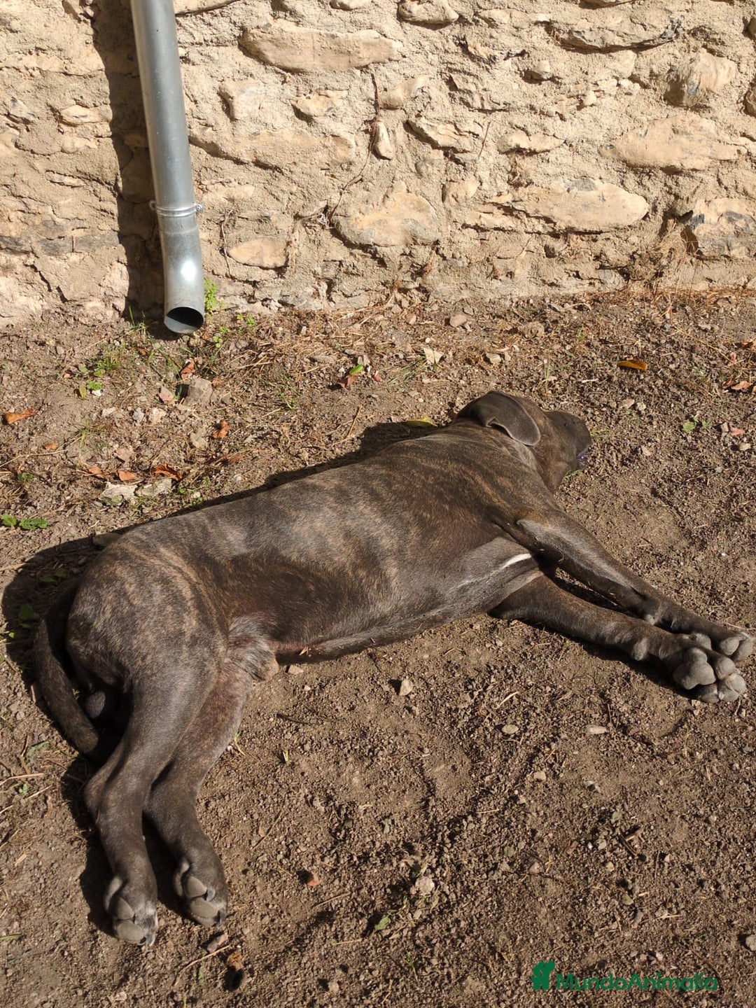 Cane Corso perros en venta: Preciosos cachorros de Cane corso - Anuncio 18