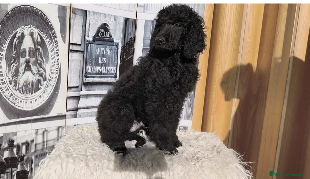 Caniche Gigante perros en venta: Caniche gigante  - Anuncio 3