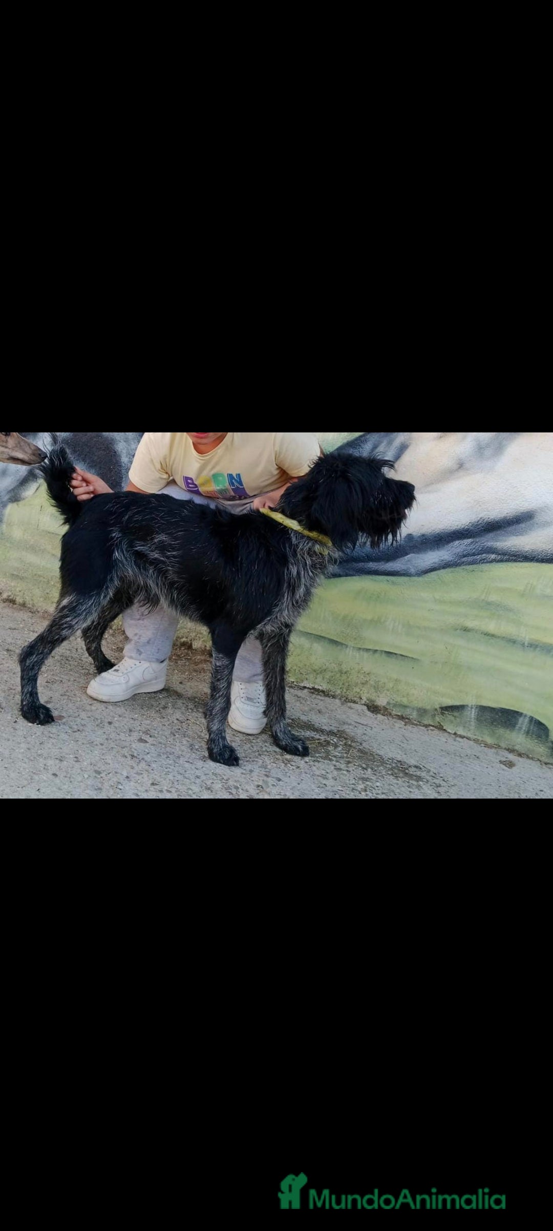 Braco Alemán de Pelo Duro perros en venta: Drahthaar / braco aleman  - Anuncio 1