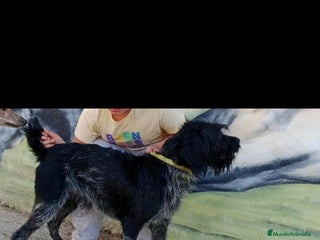 Braco Alemán de Pelo Duro perros Drahthaar / braco aleman - Anuncio 1