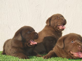 Labrador Retriever perros en Madrid - Anuncio 20