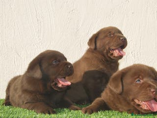 Labrador Retriever perros cachorros de labrador en Madrid - Anuncio 5