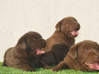 Labrador Retriever perros cachorros de labrador en Madrid - Anuncio 5