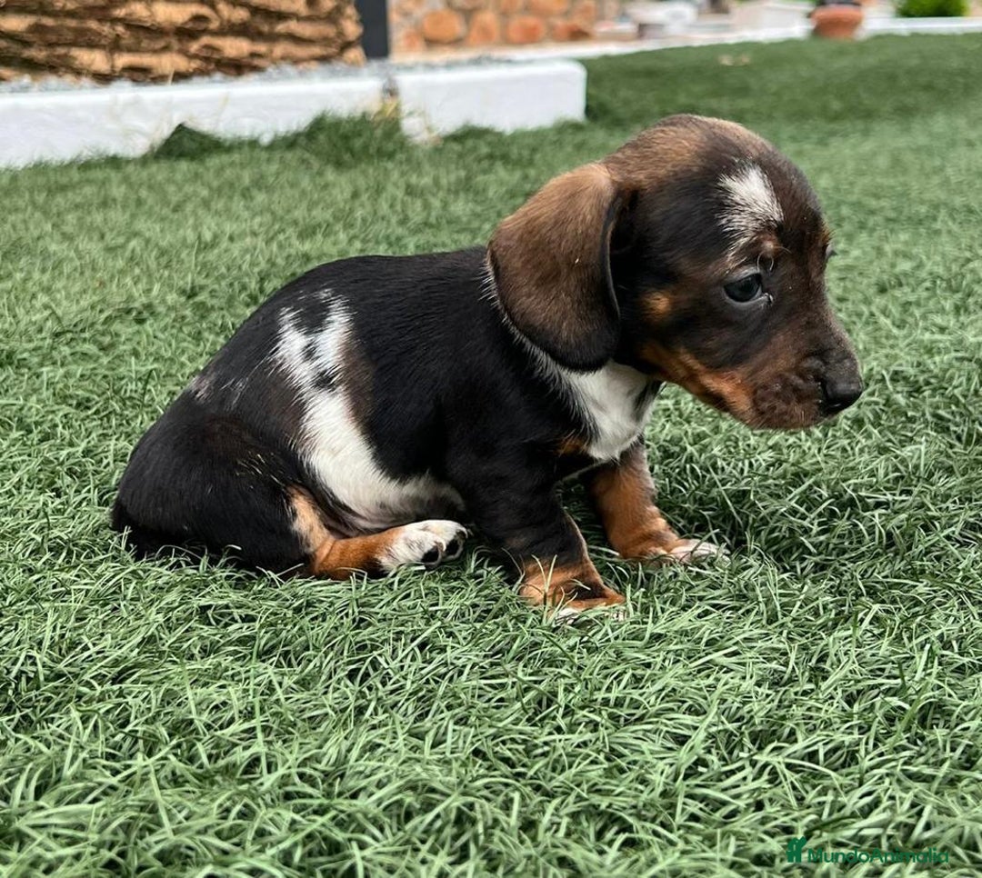 Teckel Miniatura perros en venta: TECKEL LISTOS PARA ENTREGAR !!!!! - Imagen 3
