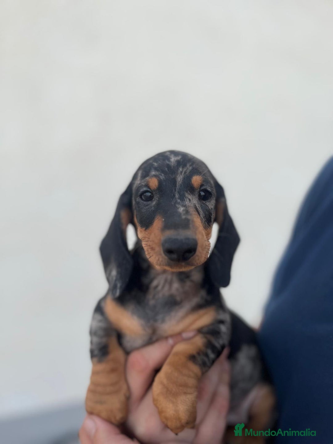 Teckel perros en venta: Teckel kaninchen  - Imagen 4