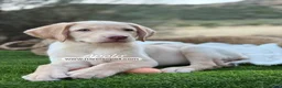 Labrador Retriever perros en venta: LABRADOR MACHO - Anuncio 5