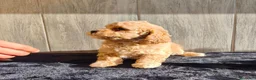 Raza Mixta perros en venta: CANICHE ENANO - Anuncio 1
