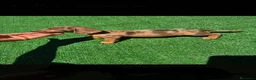Teckel Miniatura perros en venta: Disponible Teckels de Calidad  - Anuncio 1